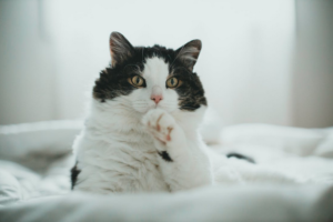 cat grooming