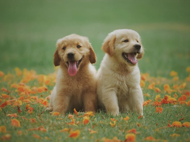 puppies